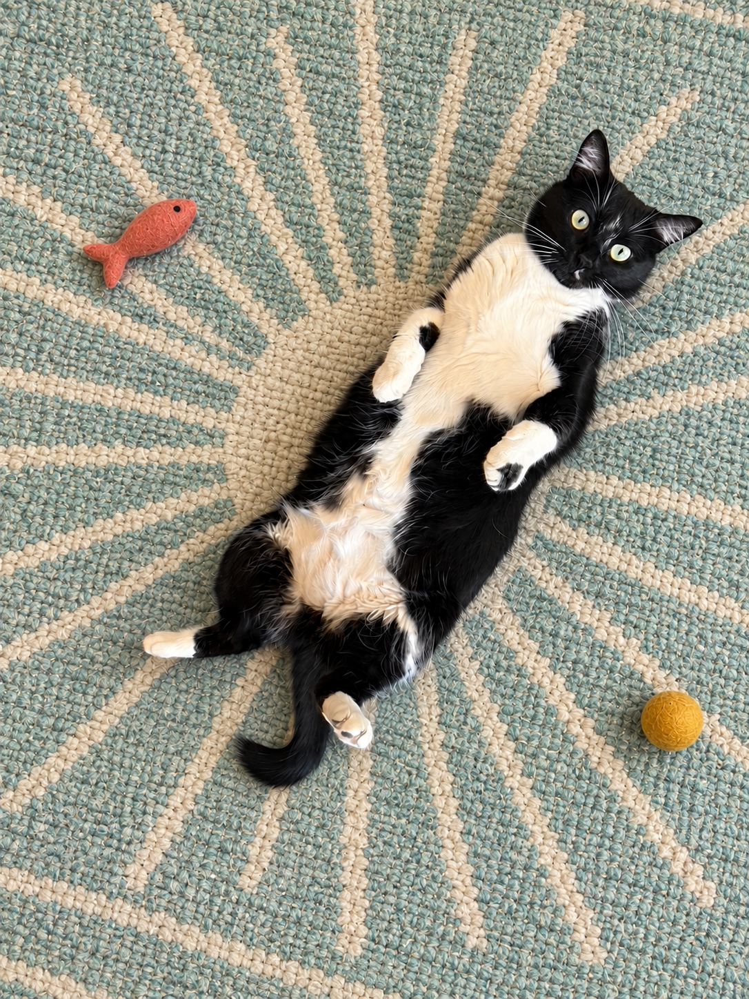 Birdie, our shop cat, relaxing on a teal rug